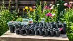 Perfekte Aussaatzeiten für üppige Gartenernte