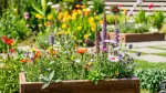 Heimische Wildblumensamen für mehr Artenvielfalt