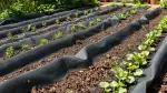 Mulchfolie richtig einsetzen