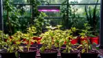 UV-Pflanzenlampen für Indoor-Gärtnerei
