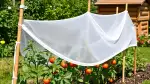 Gemüsegarten vor Wespen schützen