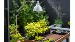 Pflanzenlampe mit Wärme – das perfekte Duo