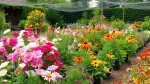 Mehltauresistente Pflanzen für den Garten