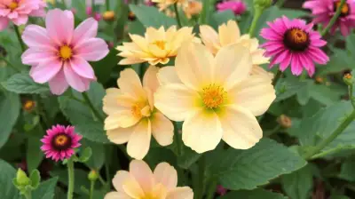 Stauden im Garten: Pflegeleichte Dauerblüher