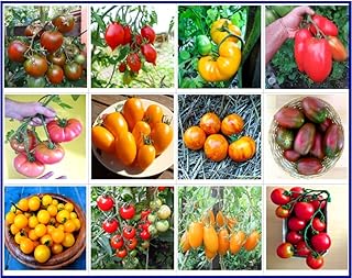 Tomaten Set Kältetolerant – In Deutschland angebaut, Premium Saatgut, ohne Gentechnik und Pestiz…