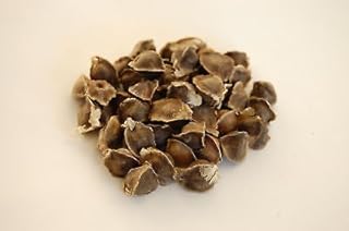 Moringa Oleifera Samen – keimfähig 10 50 100 Stück (100)