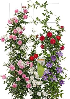 Gitterspalier Metall 150 x 75 cm Rankhilfe weiß, Kletterhilfe für Pflanzen, Rosen & Rankpflanze…