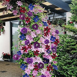 Gardeners Dream Clematis Regenbogen Winterharte Pflanzen – 4 x Farben Gemischte Dauerblüher Klet…