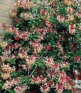 BALDUR Garten 1x Duft Geißblatt ‚Henry‘, Lonicera immergrün, Pflanze im 2 Liter-Topf, immergrü…