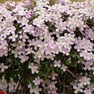 Clematis montana ‚Rubens‘ – Mehrjährige Kletterpflanze