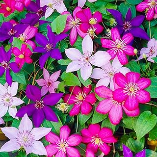 Gardeners Dream Clematis Winterharte Pflanzen – 3 x 9 cm Farben Gemischte Dauerblüher Kletterpfl…