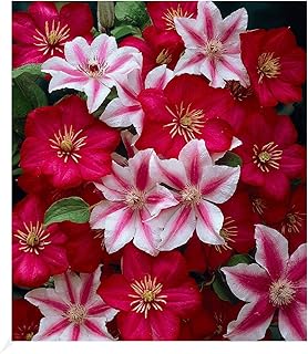 BALDUR Garten 2er Set Clematis Nelly Moser & Ville de Lyon, Pflanzen im 9×9 cm-Topf, Klematis, me…