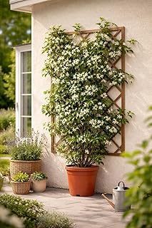 Sternjasmin (Trachelospermum jasminoides) 50–70 cm – Immergrün, Winterhart & Stark Duftend |…