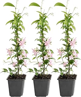Sternjasmin Kletterpflanze, Immergrün, Duftende Sternblüten, 9cm Topf, 30–50cm, Wuchshöhe bi…