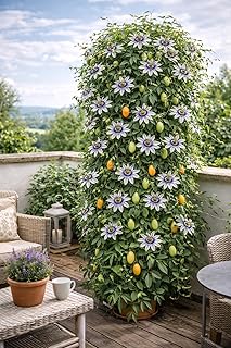 Winterharte Passionsblume Passiflora caerulea 60–70 cm – mehrjährige exotische Kletterpflanz…