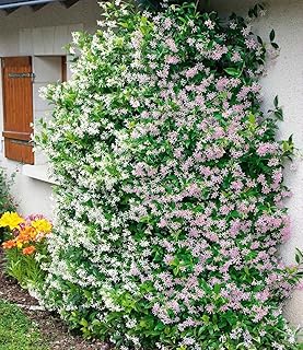 BALDUR Garten 2er Duft-Jasmin Pink & Weiß, Pflanzen im 9×9 cm-Topf, Trachelospermum jasminoides,…
