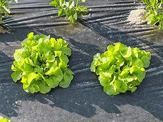Bio Mulchfolie Gartenvlies kompostierbar 1,4 x 10 Meter kompostierbare Mulchfolie gegen Unkraut U…