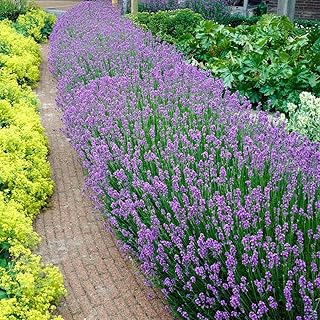 Bloomique – 6er-Set – Lavandula Angustifolia – Lavendel Pflanze Winterhart – Duftlavendel – Garte…