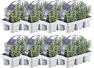 Plants by Frank | 48 Blauer Duft-Lavendel Pflanzen | Lavendel Angustifolia | Echter Lavendel Pfla…
