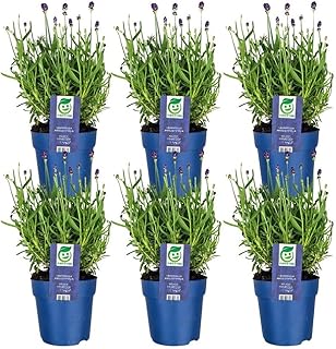 Plants by Frank | 6 Blauer-Duft Lavendel Pflanzen | 6 x Lavandula Angustifolia Felice® 12 cm Top…