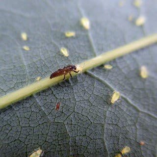 60 x Marienkäfer Larven – Nützling gegen Blattläuse – Biologischer Pflanzenschutz