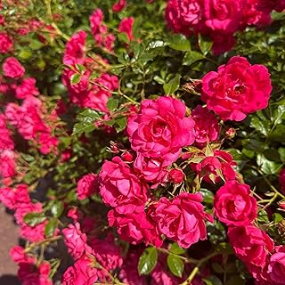 Rose Gärtnerfreude® – Bodendeckerrose himbeerrote Blüten – Kleinstrauchrose Pflanze Winterhart…