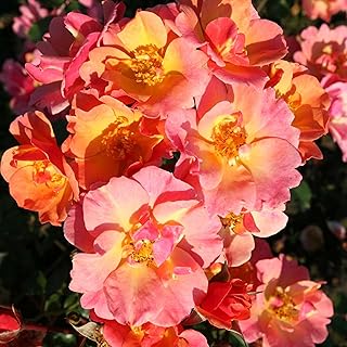Rose Jazz® – Bodendeckerrose mehrfarbige Blüten in Orange Apricot Gelb – Kleinstrauchrose Pflan…