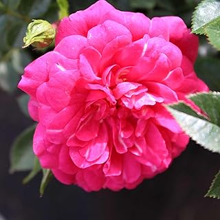 Rose Knirps® – Bodendeckerrose rosa Blüten – Kleinstrauchrose Pflanze Stark gefüllt Winterhart…