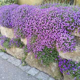 Blaukissen Samen 500 Stück, lat. Aubrieta mehrjähriger & winterharter Bodendecker für den Stei…