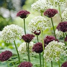 Sehr Exklusiv Allium, Gartendeko FüR DraußEn, Nachhaltige Geschenke, Schnell-Wachsend, Super Ko…